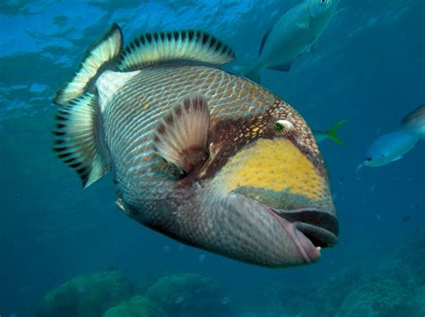 Wildlife Of The Week Titan Triggerfish Underwater360