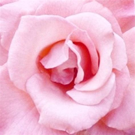 Pink Rose Photograph Shabby Chic Pink Rose 10 By Lovesparisstudio 30
