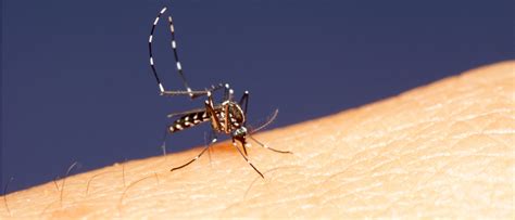 Mosquitoes Top Tips For Staying Bite Free London Travel Clinic