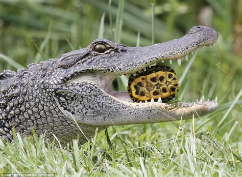 Hungry Alligator Gulps Down Two Whole Turtles In One Go