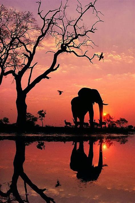 720p Free Download Elephant Landscape Tree Africa Sunset Orange
