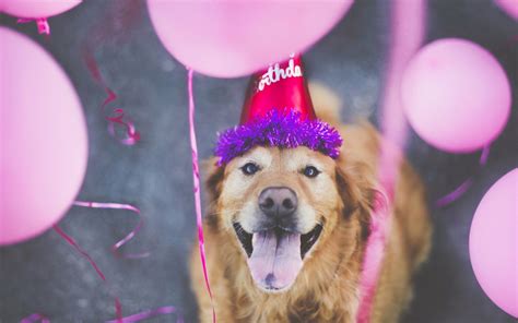 Dog Happy Birthday Wallpaper High Definition High Quality Widescreen
