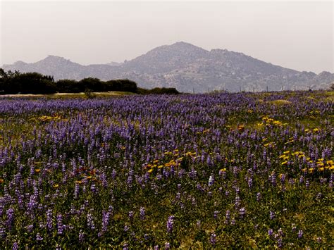 Field Of Lilac Flowers Free Stock Photo Public Domain Pictures