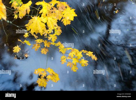 Nov 4 2010 Roseburg Oregon Us Fall Leaves Show Off Their