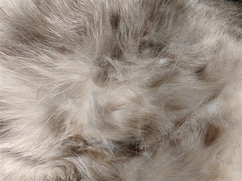 Kitty Belly Fur Texture Picture Free Photograph Photos Public Domain