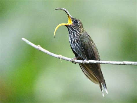 White Tipped Sicklebill Ebird