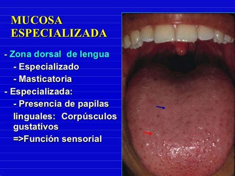 Epitelio Mucosa Oral
