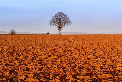 Lone Tree In Autumn After Plowing Stock Photo Image Of Winter Rural