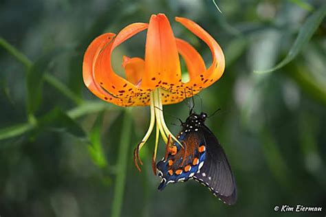 The Secrets Of Butterfly Gardening In Bergen County Bergenfield Daily Voice