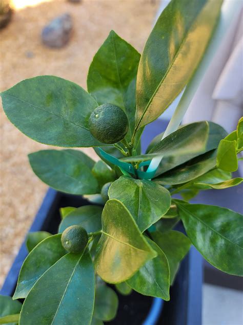Calamansi Tree • Edel Alon