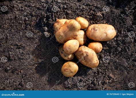 Close Up Of Potatoes Stock Image Image Of Countryside 76739643