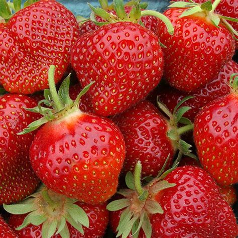 Jewel Strawberry Plants for Sale | Free Shipping