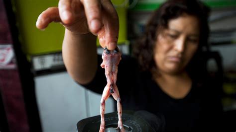 Peruvians Laud Benefits Of Drinks Made With Frogs Fox News