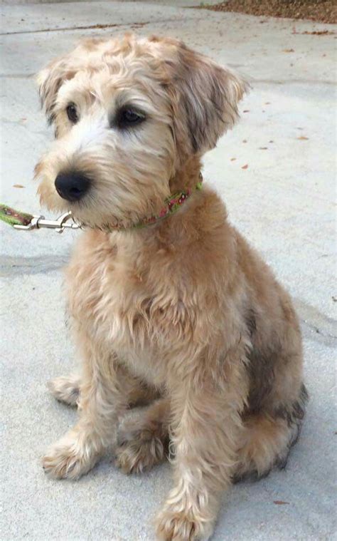 410 likes · 82 talking about this. Pin by Andrea Cortez on Dogs | Schnoodle dog, Dog grooming ...