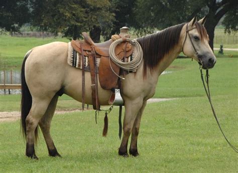 What is a buckskin horse, its color genetics, registry and association, its pictures with a buckskin horses are popular around the world, having appeared in several western tv shows and movies. 9-Yr-Old Gentle Buttermilk Buckskin Gelding