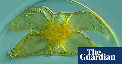 In Pictures Microscopic Marine Life Environment The Guardian