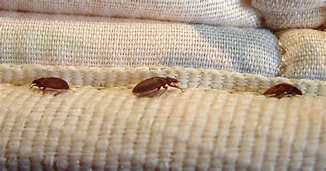 bed bugs developing thicker skin to beat insecticides