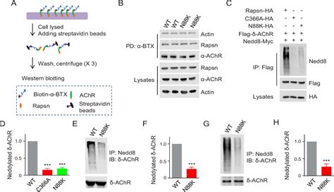 Figure From A Mechanism In Agrin Signaling Revealed By A Prevalent Rapsyn Mutation In
