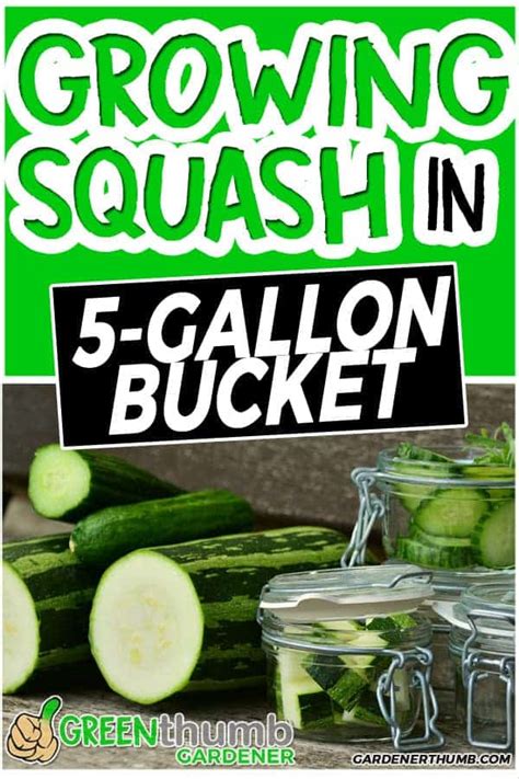 Why Grow Zucchini In A 5 Gallon Bucket Green Thumb Gardener
