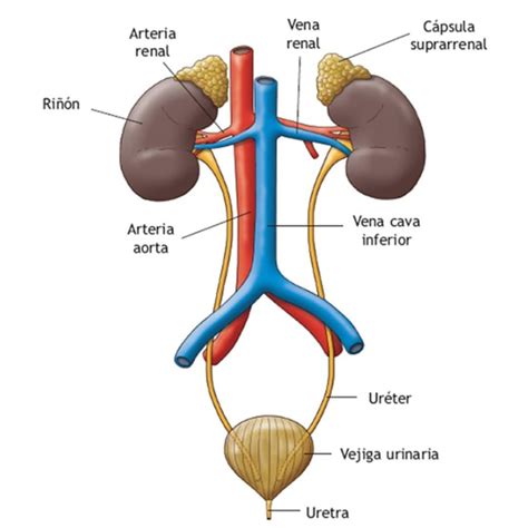 Pin By Andrea Otero On Aparato Urinario Basic Anatomy And Physiology