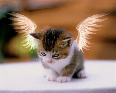 Animal Angel Bing Images Baby Cats Kittens Cutest