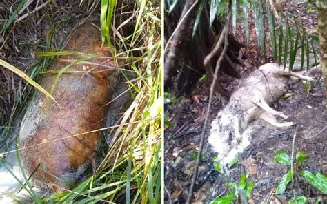 Jom kenali pulau di malaysia yang menarik untuk pergi. Misteri 30 ekor babi hutan ditemui mati di Sabah | Free ...