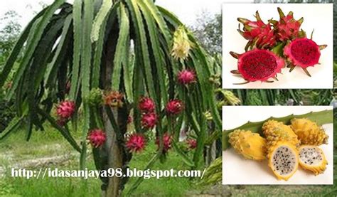 How do you grow a dragon fruit tree? Gardening Dragon Fruit Tree Help | Hometalk