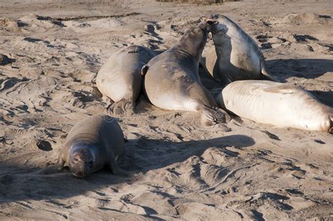 Elephant Seals On Beach In California Usa Stock Photo Image Of