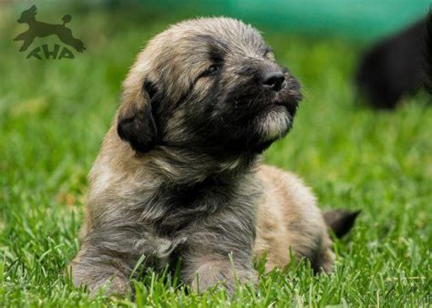 Beautiful puppies with great working lines (beauty and brains). Shepadoodle Puppies (German Shepherd X Poodle Hybrid) for ...