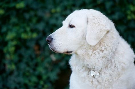 Kuvasz Dog Full Profile History And Care