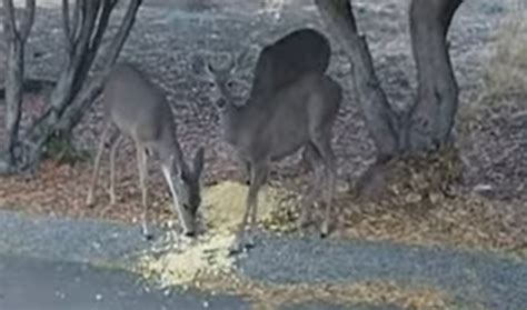 Do Deer Eat Popcorn Unconventional Snacking Habits Of Deer