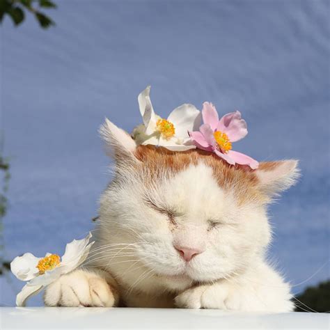 Meet Shiro The Most Relaxed Cat On Earth Has Passed Away At Age 18