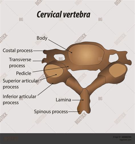 Cervical Vertebrae Vector And Photo Free Trial Bigstock