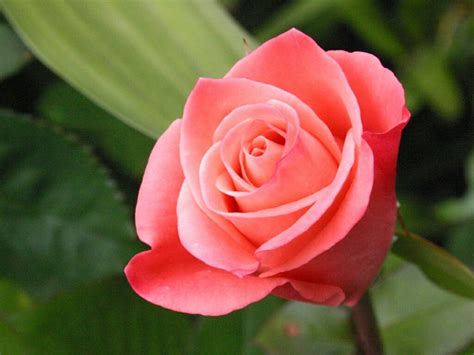 Free Download Flowers For Flower Lovers Rose Hd Desktop Wallpapers