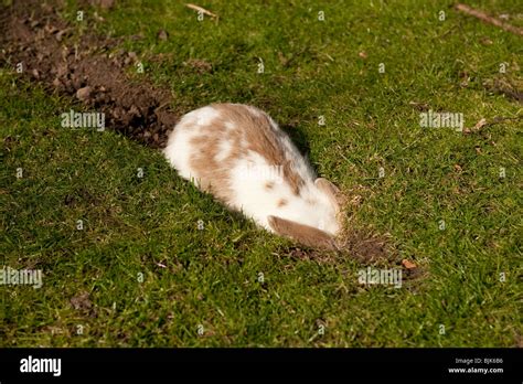 Rabbits Digging Holes