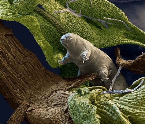 The Tardigrade Practically Invisible Indestructible ‘water Bears
