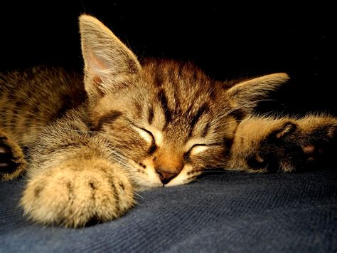 Free Images Cute Pet Kitten Sleeping Fauna Close Up Nose