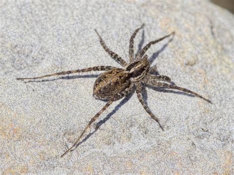 10 Common Types Of Garden Spiders Progardentips