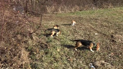 Skyviews Beagles Rabbit Hunting Wv Youtube