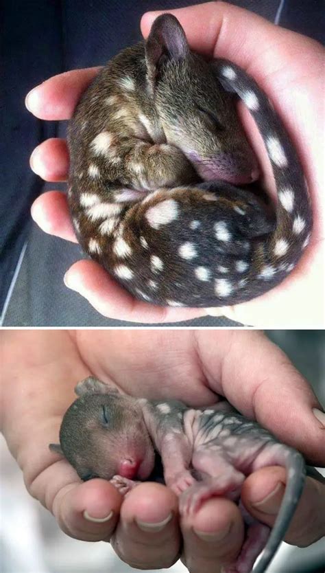 10 Rare Animal Babies Youve Probably Never Seen Before Relay Hero