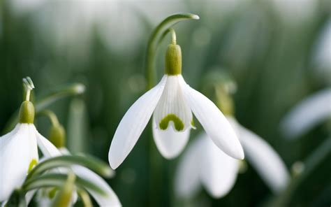 Snowdrop Full Hd Wallpaper And Background Image 2560x1600 Id506897