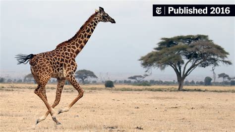 Giraffes Towering And Otherworldly Are ‘vulnerable To Extinction The New York Times