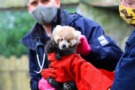 Baby Red Panda Named By Zookeepers Radio Newshub