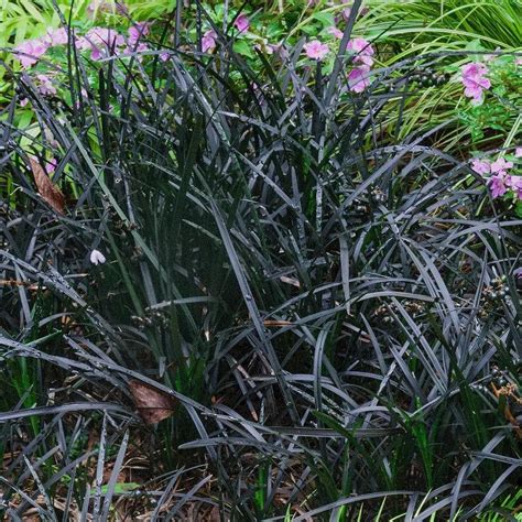 Spring Hill Nurseries Black Mondo Grass Bare Root Perennial Ornamental