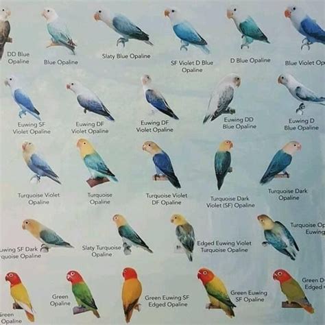 10 Jenis Lovebird Biola Lengkap Dengan Gambar Dan Harga Artofit