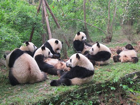 Visiting A Panda Park In Chengdu China Ferreting Out The Fun