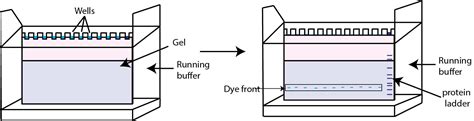 Protein Electrophoresis Using Sds Page A Detailed Overview Goldbio