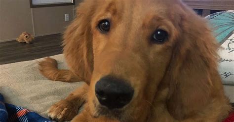 Tucker Golden Retriever Dog Photo Contest