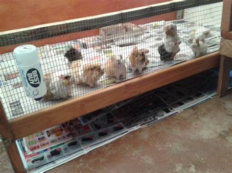 Pin On Guinea Pig Cages And Custom Cavy Builds