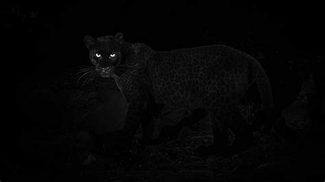 Wildlife Photographer Captures Beautiful Images Of Rare And Elusive